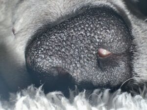 Laura Vissaritis Instagram - Each nose has a unique print
Each nostril can move and smell independently 
Each nose can smell thousands of times better than ours
Each nose perceives the world through its remarkable sensitivity
Each one is perfect