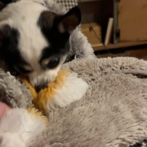 Lauren Hammersley Instagram - I don’t know how to articulate the loss I feel. She touched so many hearts. I am so thankful for everyone who has reached out. 
The first video was only a day or two before the last video, and less than a week before her passing. It happened so fast I wasn’t ready to say goodbye.