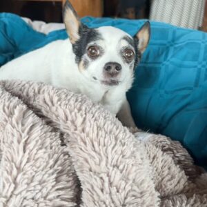 Lauren Hammersley Instagram - I don’t know how to articulate the loss I feel. She touched so many hearts. I am so thankful for everyone who has reached out. 
The first video was only a day or two before the last video, and less than a week before her passing. It happened so fast I wasn’t ready to say goodbye.