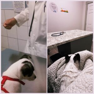 Lauren Hammersley Instagram - My baby’s first vet appointment and her last. 
(The true end was in a very different room)
I held her before her eyes and ears had opened and I held her when they closed for the last time. 
Rest in peace baby girl. Thank you for giving me 14 years of love. I hope to make a better tribute soon but for now I just want to share your passing. You will forever be my favourite person in the whole world, Olive. Thank you for everything you’ve given me.