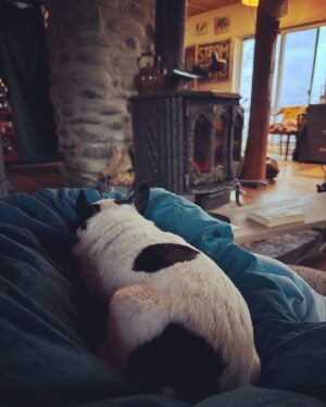 Lauren Hammersley Instagram - She was in great hands when I was gone but I missed you #OhOlive, my sweet girl. ❤️