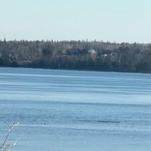 Lauren Hammersley Instagram - Looks like a young porpoise or dolphin in my bay. Seems a bit cold for them right now. 🐬
