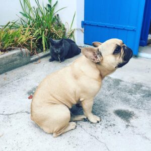 Laurent Kerusoré Instagram - 3 ans aujourd’hui que Ginette, première kékéné de la dynastie Keru! Elle me manque toujours autant. Pas une journée sans penser ou parler d’elle. C’était ma Ginette reine des Bouledogues. #bouledoguefrançais #ginette #🖤 #ilovemydog #toujoursavecmoi #frenchbulldog