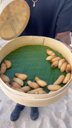 Laurent Maistret Instagram - J'avais testé pour vous les épreuves des Apprentis Aventuriers, et à votre avis, laquelle ai-je le plus galéré ? 🐛🥥🌴