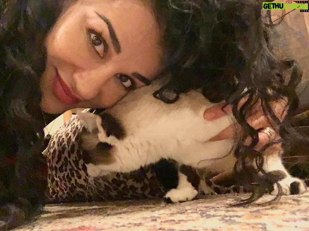 Layla Alizada - 2.5K Likes - That time I tried to take a selfie with the Sushinator and she ditched me for her tunnel #tbt❤️ #catlife