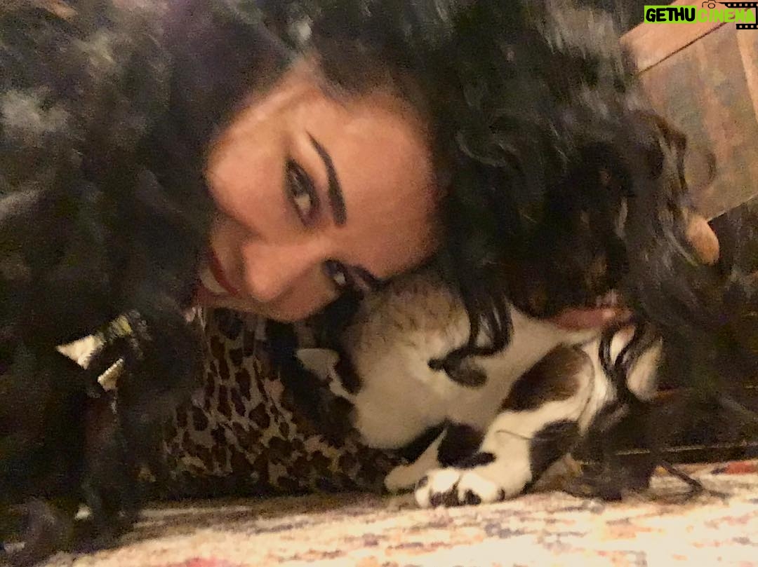 Layla Alizada - 2.5K Likes - That time I tried to take a selfie with the Sushinator and she ditched me for her tunnel #tbt❤️ #catlife