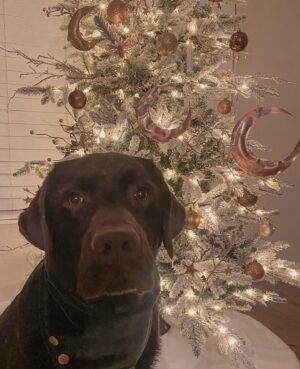 Leah Dizon Instagram - 🤎🐾🎄