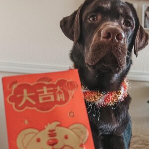 Leah Dizon Instagram - Stinky would like to wish you a happy lunar new year’s eve ❣️Are you celebrating?