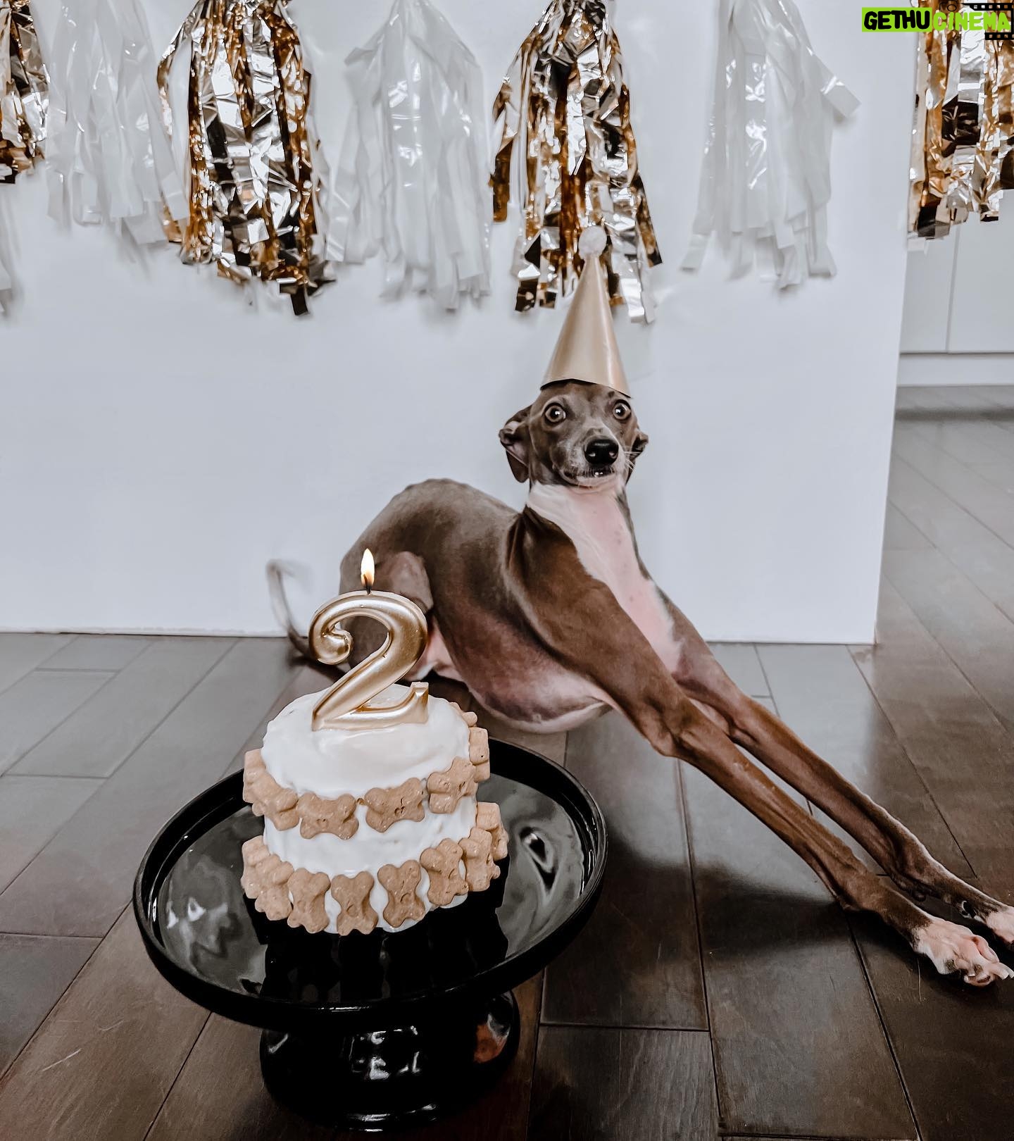 Léanne Lévesque - 498 Likes - On fête le deuxième anniversaire de Louis aujourd’hui mais aussi son premier un an sans accident 🥳🎉 Svp faites que ça continue comme ça 🙏🏻 Bonne fête mon écrevise préféré 🖤 #iggy #italiangreyhound