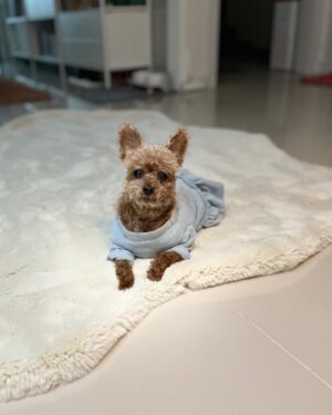Lee Hak-ju Instagram - 갈색 나귀와 함께 보내는 
겨울입니다ㅎㅎ