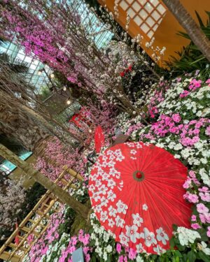 Lee Hsien Loong Instagram - Took a respite from the scorching weather amidst the tranquil beauty of @gardensbythebay’s annual sakura floral display. 

There were plenty of visitors, admiring the cherry and peach blossoms, and charming displays. Stepping into the cool air of the Flower Dome felt like being transported to Japan!

Well done to the GBTB team for putting together another wonderful edition of this annual treat to experience a taste of the sublime joy of sakura season! 🌸🌸🌸– LHL

(Photos by me)
