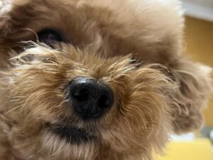 Lee Ji-won Instagram - 🌻❤️🍺🐶