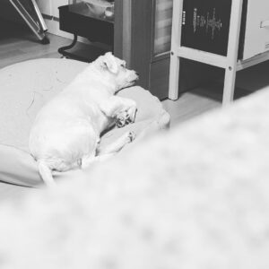 Lee Jung-eun Instagram - 나이먹으니  부쩍  체력이  떨어져  잠을  많이 자네  둥이