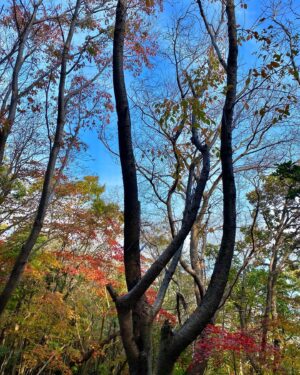 Lee Sae-on Instagram - 🍃🍂🍁