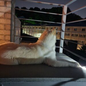 Lee Yeon-bok Instagram - 우리 생일이 하고 저녁 옥상에 올라가면 저렇게 하늘을 보면 1시간 이상 삼매경에 빠져있는데 무슨 생각을 할까? 때로는 누워서 궁금하다? 요즘은 갈수록 얌전해지는 것 같아 대견스럽다. #생일 #옥상 #하늘 #삼매경 #궁금 #얌전 #대견스럽다#생일이