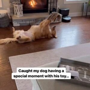 Leon Logothetis Instagram - Animals are the best 🐶
Leave a ❤️ if you agree 🙂
...
Caught my dog having a special moment with his toy! #dog #goldenretriever
Reposted from aguyandagoldenn

#kindness #thekindnessdiaries #leonlogothetis #bekind #gobekind #randomactsofkindness #spreadkindness #kindnessmatters #choosekindness #channelkindness #kindnessrocks #youmatter #kindnessdiaries #randomactsofkindness #alwaysbekind #rak #kindnessisstrength #empathymatters #attitudeofgratitude #kindnesssuperhero #gobebrave #bravery #kindness #thekindnessdiaries #leonlogothetis #bekind #gobekind #animallovers #doglovers