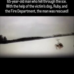Leon Logothetis Instagram - Dogs are AMAZING. Leave a ❤️ for this epic doggo 🐶
...
A helping paw 🐾 HEROIC POOCH

"MSP Motor Carrier Officer Bennetts responded to a call for a rescue of a 65-year-old man who fell through the ice in East Bay Township. With the help of the victim’s dog, Ruby, and the Grand Traverse Metro Fire Department, the man was successfully rescued! Great work by everyone involved."

Repost goodnews_movement

#kindness #thekindnessdiaries #leonlogothetis #bekind #gobekind #randomactofkindness #spreadkindness #kindnessmatters #choosekindness #channelkindness #kindnessrocks #youmatter #kindnessdiaries #randomactsofkindness #alwaysbekind #rak #kindnessisstrength #empathymatters #attitudeofgratitude #kindnesssuperhero #mentalhealth