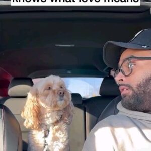 Leon Logothetis Instagram - Guaranteed to make you smile today ♥️♥️♥️

Repost: lunatheminicockapoo
・・・
#dogs #puppylove #minicockapoo #kindness #petsofinstagram #thekindnessdiaries #leonlogothetis #bekind #gobekind #randomactofkindness #spreadkindness #kindnessmatters #choosekindness #channelkindness #kindnessrocks #youmatter #kindnessdiaries #randomactsofkindness #alwaysbekind #rak #kindnessisstrength #empathymatters #attitudeofgratitude #kindnesssuperhero
