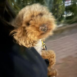 LiLy Instagram - シンバくん5歳🎂♡

毛の状態で
ルックスが
変わりすぎるため
「全身髪型シンバくん」
と、私の母は呼んでいますw

全てが可愛い　
全てが愛おしい
面白い！！！！

▶︎ラストの一枚とか
目が合うだけで
シンバくんの
全体的な印象が
良い人すぎて
笑っちゃう🤣🤣♡

お肉がほしくて
水が入ったトレーを
毎晩決まった時間に
ぶちまけるのも
ウケる。...
エサまだあるやん..
って言いながらも負ける。

ずっと元気に　
ぶちまけ続けて♡

我が家の末っ子
全員で溺愛、
性格がまた可愛いの極み

シンバくん、バアちゃん、ｼﾝﾊﾞたん
お誕生日おめでとう🎂4.26

#トイプードル　大きめ♡笑笑
#シンバラブ　#いいひと　♡