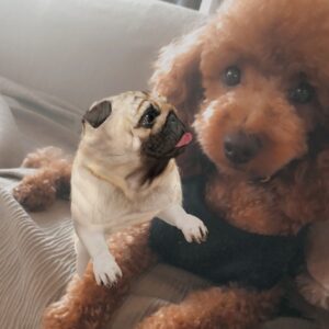 LiLy Instagram - シンバくん5歳🎂♡

毛の状態で
ルックスが
変わりすぎるため
「全身髪型シンバくん」
と、私の母は呼んでいますw

全てが可愛い　
全てが愛おしい
面白い！！！！

▶︎ラストの一枚とか
目が合うだけで
シンバくんの
全体的な印象が
良い人すぎて
笑っちゃう🤣🤣♡

お肉がほしくて
水が入ったトレーを
毎晩決まった時間に
ぶちまけるのも
ウケる。...
エサまだあるやん..
って言いながらも負ける。

ずっと元気に　
ぶちまけ続けて♡

我が家の末っ子
全員で溺愛、
性格がまた可愛いの極み

シンバくん、バアちゃん、ｼﾝﾊﾞたん
お誕生日おめでとう🎂4.26

#トイプードル　大きめ♡笑笑
#シンバラブ　#いいひと　♡