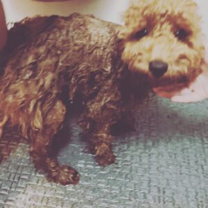 LiLy Instagram - シンバくん5歳🎂♡

毛の状態で
ルックスが
変わりすぎるため
「全身髪型シンバくん」
と、私の母は呼んでいますw

全てが可愛い　
全てが愛おしい
面白い！！！！

▶︎ラストの一枚とか
目が合うだけで
シンバくんの
全体的な印象が
良い人すぎて
笑っちゃう🤣🤣♡

お肉がほしくて
水が入ったトレーを
毎晩決まった時間に
ぶちまけるのも
ウケる。...
エサまだあるやん..
って言いながらも負ける。

ずっと元気に　
ぶちまけ続けて♡

我が家の末っ子
全員で溺愛、
性格がまた可愛いの極み

シンバくん、バアちゃん、ｼﾝﾊﾞたん
お誕生日おめでとう🎂4.26

#トイプードル　大きめ♡笑笑
#シンバラブ　#いいひと　♡