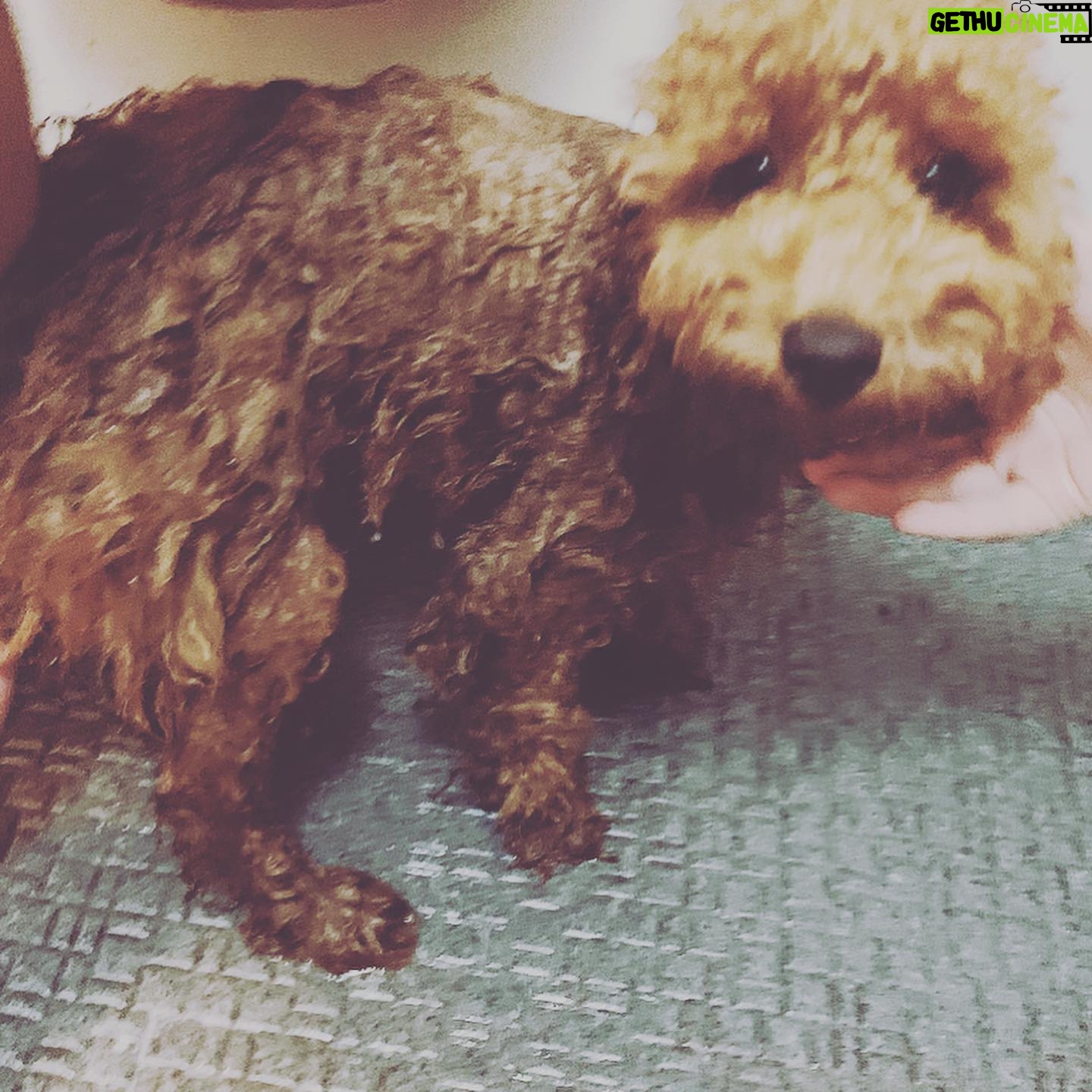 LiLy - 320 Likes - シンバくん5歳🎂♡
毛の状態で
ルックスが
変わりすぎるため
「全身髪型シンバくん」
と、私の母は呼んでいますw
全てが可愛い
全てが愛おしい
面白い!!!!
▶︎ラストの一枚とか
目が合うだけで
シンバくんの
全体的な印象が
良い人すぎて
笑っちゃう🤣🤣♡
お肉がほしくて
水が入ったトレーを
毎晩決まった時間に
ぶちまけるのも
ウケる。...
エサまだあるやん..
って言いながらも負ける。
ずっと元気に
ぶちまけ続けて♡
我が家の末っ子
全員で溺愛、
性格がまた可愛いの極み
シンバくん、バアちゃん、シンバたん
お誕生日おめでとう🎂4.26
#トイプードル 大きめ♡笑笑
#シンバラブ #いいひと ♡