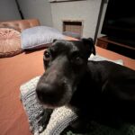 Lily Du