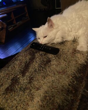Lin Shaye Instagram - What’s on ?