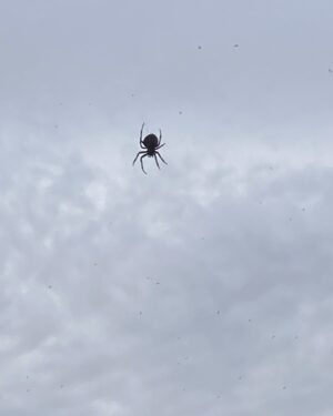 Lin Shaye Instagram - Spider in the clouds!