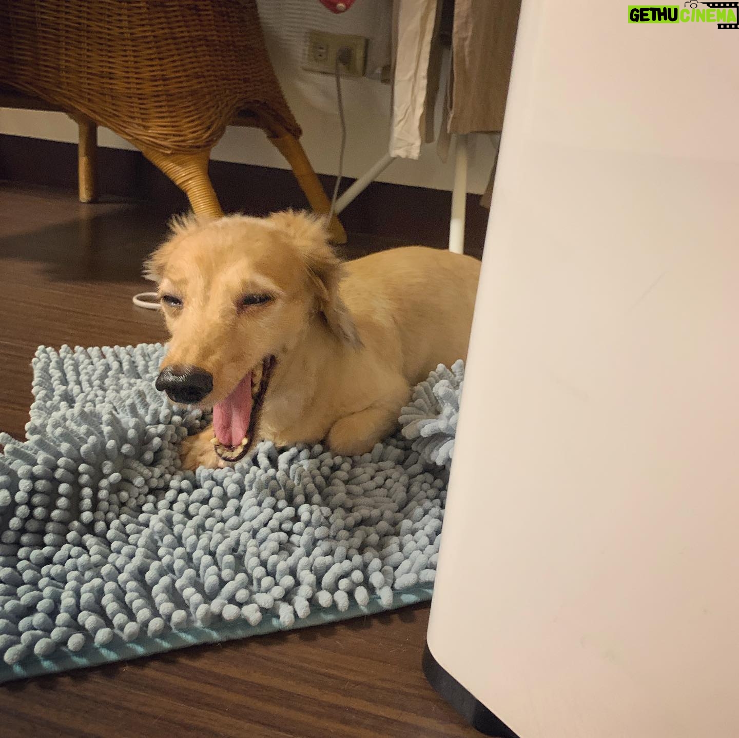 Lin Zoey - 874 Likes - 喀擦喀擦喀擦喀擦~😵😴😪😏🐶
#mini #dachshund #doooog #puppy
