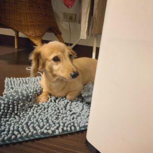 Lin Zoey Instagram - 喀擦喀擦喀擦喀擦～😵😴😪😏🐶
#mini #dachshund #doooog #puppy