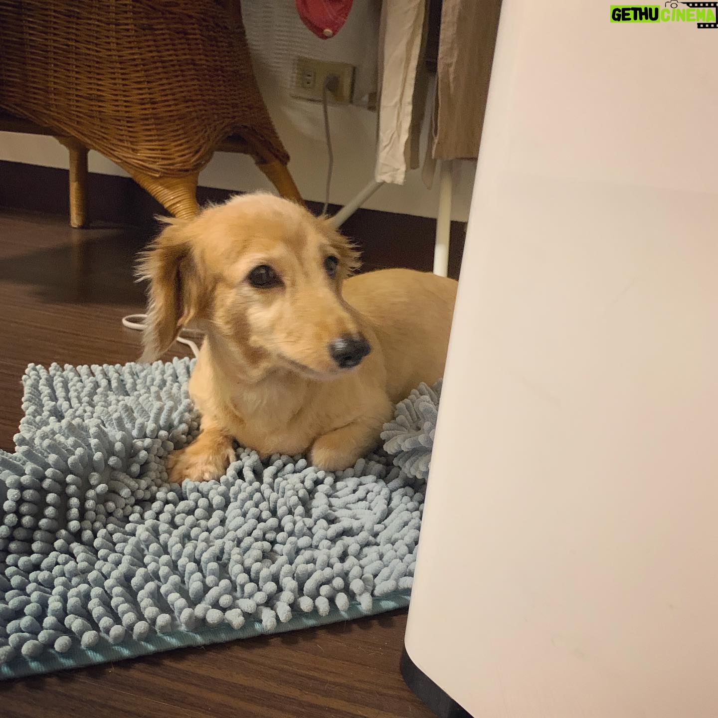 Lin Zoey - 874 Likes - 喀擦喀擦喀擦喀擦~😵😴😪😏🐶
#mini #dachshund #doooog #puppy