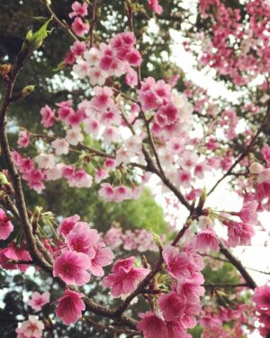 Lin Zoey Instagram - 🌸🌸🌸#櫻