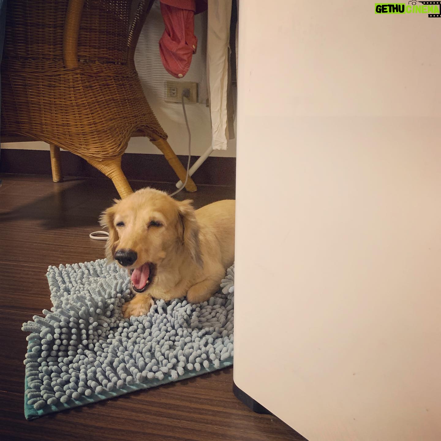 Lin Zoey - 874 Likes - 喀擦喀擦喀擦喀擦~😵😴😪😏🐶
#mini #dachshund #doooog #puppy
