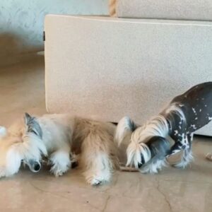 Lina Milovich Instagram - А вы кошатник или собачник?⁣⁣⠀
⁣⁣⠀
Как известно, люди делятся на собачников и кошатников. ⁣⁣⠀
Я себя долгое время считала собачницей. А котов подозревала. В продажности и излишнем свободолюбии (таком сильном, что некоторые их и за домашних животных не считают). ⁣⁣⠀
Убежденные кошатники презирают собак за их беспредельную преданность и говорят, что продажна собака – за хозяйский кусок и хозяйскую ласку. ⁣⁣⠀
Сейчас, когда я стала постарше, я смотрю на это иначе. У меня 2 собаки и 2 кота. Две парочки: дамочки собаки и парни коты. ⁣⁣⠀
Есть возможность сравнивать. У этих животных разные рефлексы. И те и другие непомерно преданы мне. Во всяком случае, бегут навстречу, когда я прихожу.⁣⁣⠀
Я не проверяю, что они будут делать, если кто-то другой их будет кормить, а я буду стоять в стороне и звать их. Это довольно глупо. И боюсь, такой эксперимент стоил бы мне последних иллюзий – предполагаю, и те и другие задрав хвосты помчаться к кормушке. ⁣⁣⠀
Какого бы вида она ни была: робот или добрейшая тетушка в льняном фартуке. ⁣⁣⠀
⁣⁣⠀
Теперь уже и не знаю собачник я или кошатник… Точно не птичник! Как взаимодействовать с птицами я совсем не представляю...
