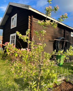 Lina Thomsgård Instagram - Kristi him, lätt min bästa högtid?! Mina träd blommar, har gjort tusen mat plus munkar och friterad banan, gosat i högar morgon till kväll och vår bebis lärde sig precis gå. Och tonfiskmacka!