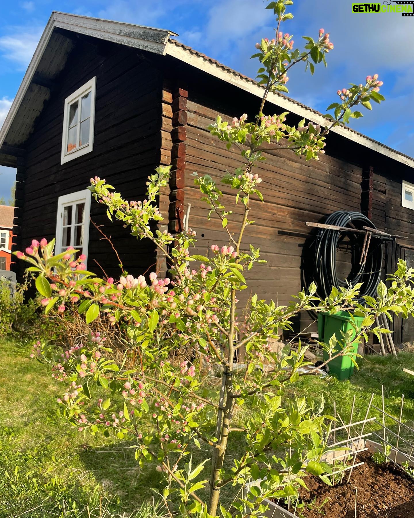 Lina Thomsgård - 484 Likes - Kristi him, lätt min bästa högtid?! Mina träd blommar, har gjort tusen mat plus munkar och friterad banan, gosat i högar morgon till kväll och vår bebis lärde sig precis gå. Och tonfiskmacka!