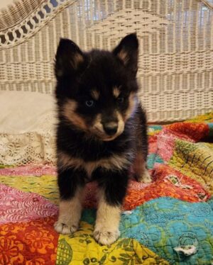 Linnea Quigley Instagram - My Latest rescue, a pomskie that was living outside in bad bad conditions and filthy. Just took her to get her first shot. She’ll need 4 more, once every 4 weeks. Meet Solstice, she’s 2.4lbs