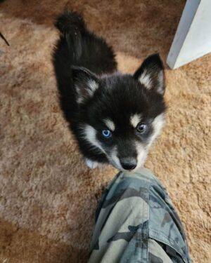 Linnea Quigley Instagram - My Latest rescue, a pomskie that was living outside in bad bad conditions and filthy. Just took her to get her first shot. She’ll need 4 more, once every 4 weeks. Meet Solstice, she’s 2.4lbs