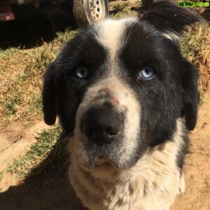 Lino Facioli Instagram - Beauties from @bhutananimalrescue . H8ers gon say it photoshopped. If you are interested in volunteering in Bhutan message me or @bhutananimalrescue and we’ll try to get back to you asap!
