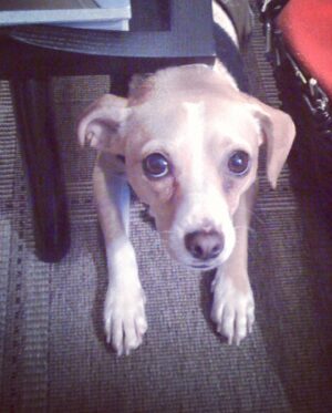 Lisa Joy Instagram - We love you Slim!  You’ve been the best little buddy for so many years! Thank you for being a part of our family and for always being such a loving good boy!  Now go find BB in that big dog park in the sky.  She’s been waiting to cuddle and boss you around again for quite some time. ❤️❤️❤️