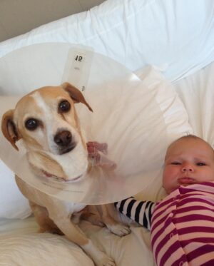 Lisa Joy Instagram - We love you Slim!  You’ve been the best little buddy for so many years! Thank you for being a part of our family and for always being such a loving good boy!  Now go find BB in that big dog park in the sky.  She’s been waiting to cuddle and boss you around again for quite some time. ❤️❤️❤️