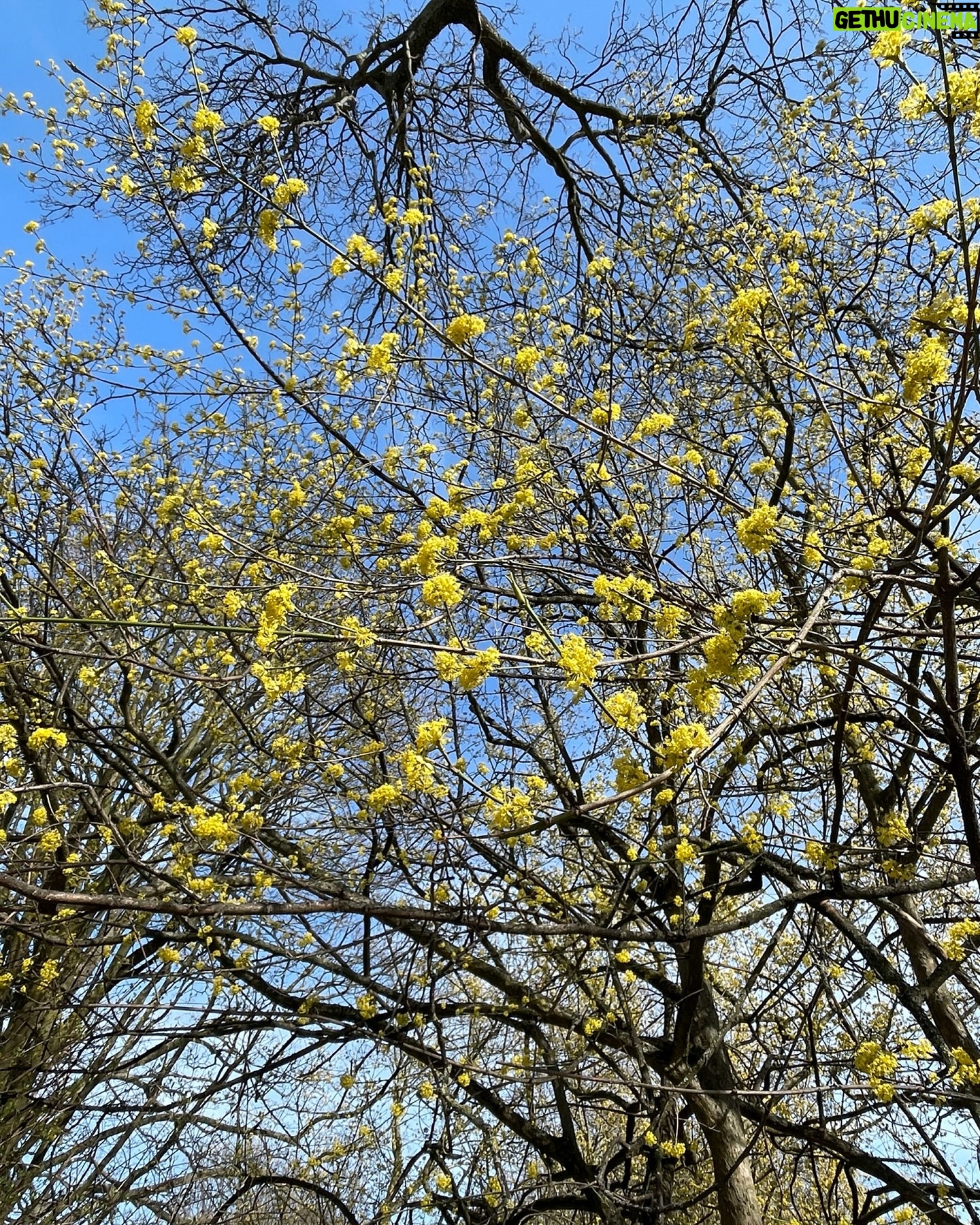 Liv Hansen - 3 Likes - “Spring drew on: she was indeed already come; the frosts of winter had ceased; its snows were melted, its cutting winds ameliorated” 🪻🐝 #janeeyre #quietinthewild #naturegirl
