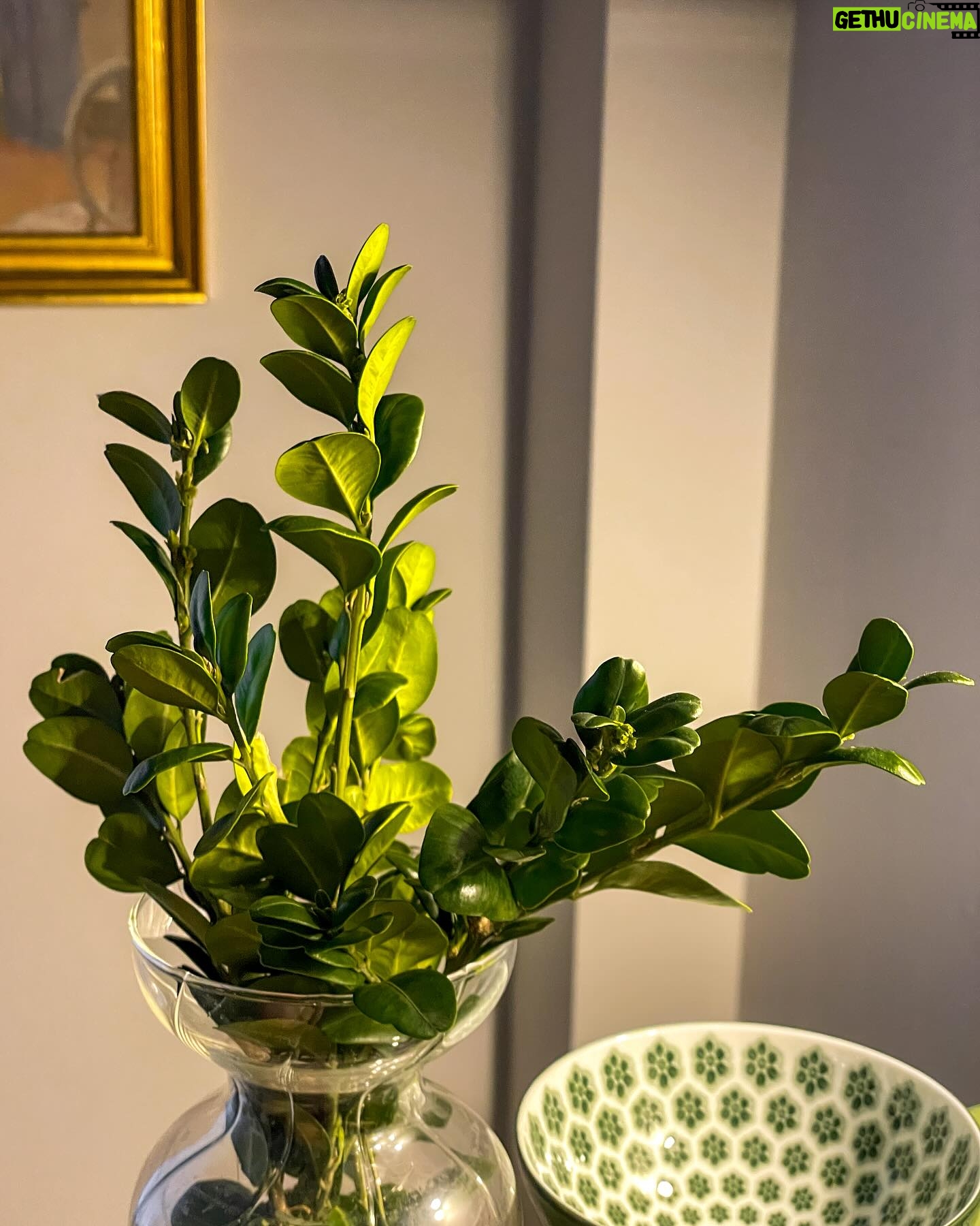 Liv Hansen - 3 Likes - Spring things in Copenhagen 😍🌺🪻🫖
#sundaybuffet #palmsunday #springtime