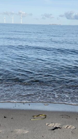 Liv Hansen Instagram - 🩶☕️

#oceanart #oceanaesthetic #naturereels #oceana #öresund #denmarktravel #wavescrashing #beachhouse #slowlivingmovement #fineartist #artistdiary #moodytoning #boholiving