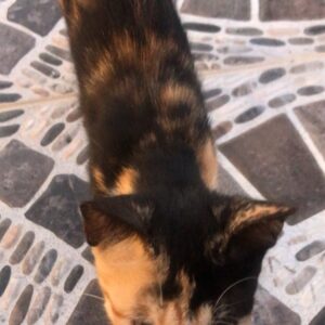 Lorraine Nicholson Instagram - “don’t pet the cats they have fleas”