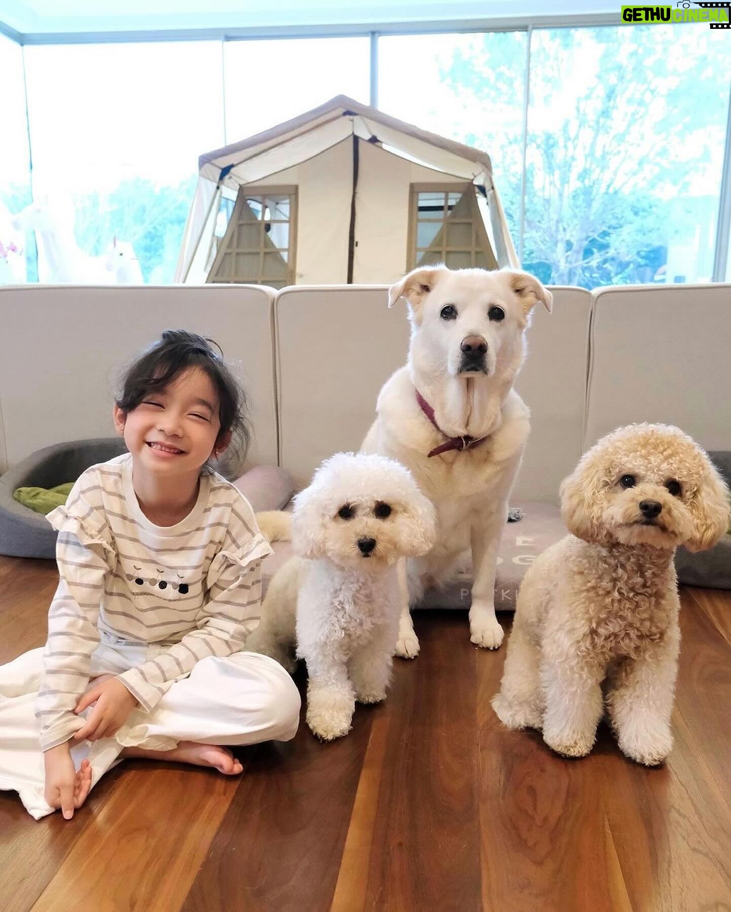 Louis Cheung - 11.9K Likes - 兒童節快樂❤️✨
願平安和健康,與大家常在🫂
Posted @withregram • @kaytse 💗兒童節平安✨
沒什麼慶祝活動
只在家中和毛小朋友們玩
媽媽看新聞時跟我說
台灣有許多大朋友小朋友
都受到地震影響
兒童節可不可以許願的呢?
我的願望是大小朋友們都平安🙏🏻🫂❤️
@kakaball323