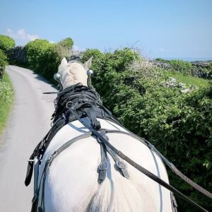 Louisa Erlich Instagram - Of course I have to make a separate post solely highlighting the Aran Islands and The Cliffs of Moher. This was by far my favorite part of the trip. We visited the smallest island, Inis Oírr, with a population of about 350 people. Led by our amazing tour guide Trevor and his beloved horse Abby.

We finished the day going back to Galway via a scenic drive of Ireland’s emerald green country side, and then went back at our hotel to listen to gorgeous live classical music 🎵