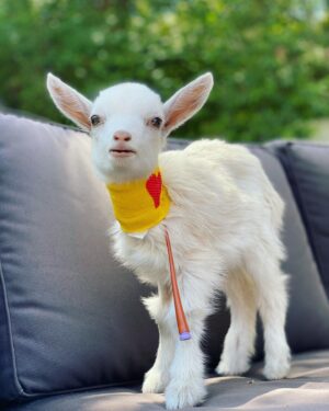 Louise Linton Instagram - Sunshine is a baby goat born with a severe cleft palate. 
This birth defect needs multiple surgeries by innovative surgeons to be repaired...the thing is- many hospitals that treat goats do not do these surgeries. Viva rescue has a surgeon and a program set up specifically for such extreme cases. 

Sunshine was all the way in New York and the Viva sanctuary is in CA so when they needed to find a way to transport her, I offered to help. I never knew the first time I would change a diaper would be for a goat! 

This morning sunshine got the first of many procedures as she got a tube placed surgically so the Viva team can feed her bypassing the cleft palate until she is strong enough for her series of reconstructive surgeries. 

Please remember that while baby goats are cute, buying them Before they are weaned from their mothers is WRONG. Visit respected rescue sanctuaries instead. 🐐💗🙌🏼☀️