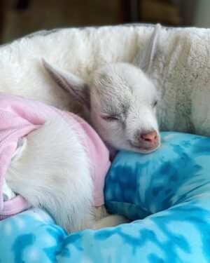 Louise Linton Instagram - Sunshine is a baby goat born with a severe cleft palate. 
This birth defect needs multiple surgeries by innovative surgeons to be repaired...the thing is- many hospitals that treat goats do not do these surgeries. Viva rescue has a surgeon and a program set up specifically for such extreme cases. 

Sunshine was all the way in New York and the Viva sanctuary is in CA so when they needed to find a way to transport her, I offered to help. I never knew the first time I would change a diaper would be for a goat! 

This morning sunshine got the first of many procedures as she got a tube placed surgically so the Viva team can feed her bypassing the cleft palate until she is strong enough for her series of reconstructive surgeries. 

Please remember that while baby goats are cute, buying them Before they are weaned from their mothers is WRONG. Visit respected rescue sanctuaries instead. 🐐💗🙌🏼☀️